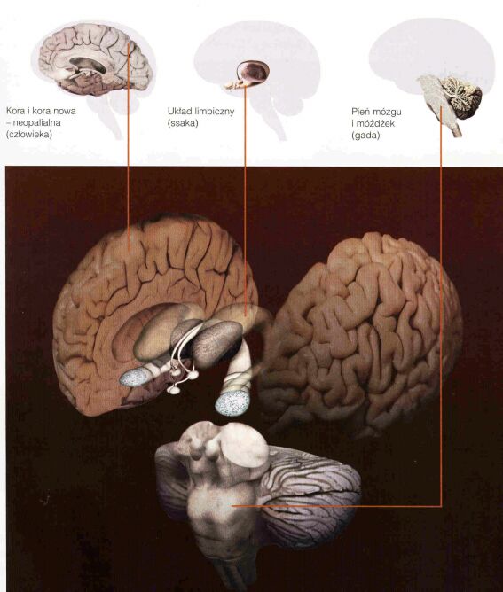 3 mozgi