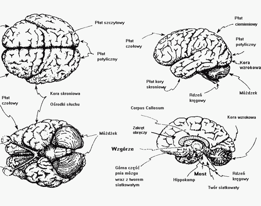 Sieci z fMRI mózgu