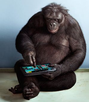 Bonobo using tablet