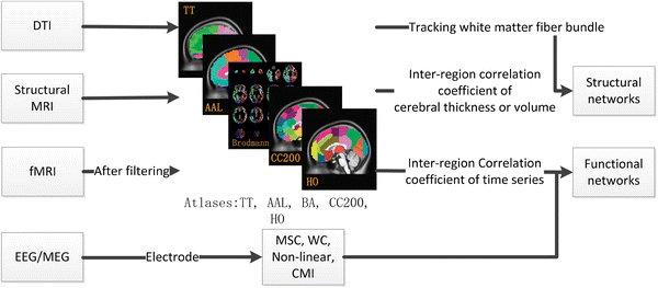 Sieci z fMRI mózgu