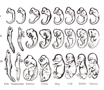 Haeckel embryo