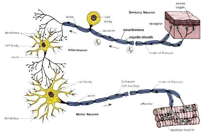 Od receptorów do neuronów