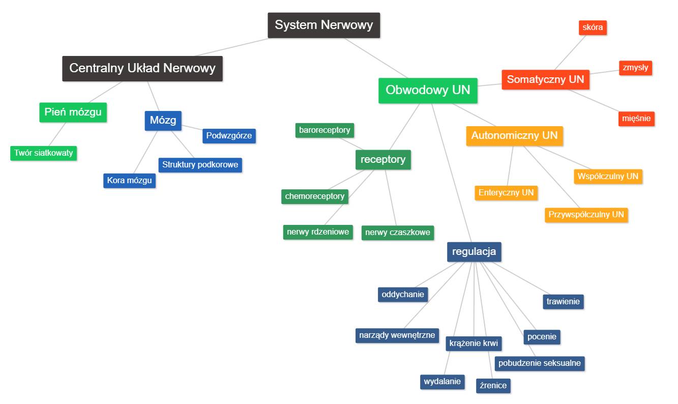 Mapa systemu nerwowy