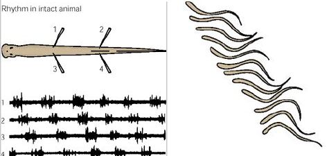 Ruchy-neurony-minog
