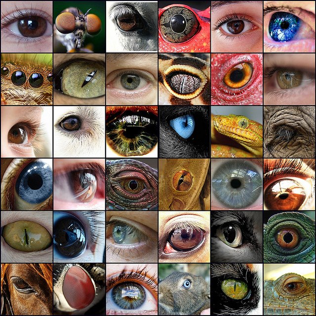 animal-eyes