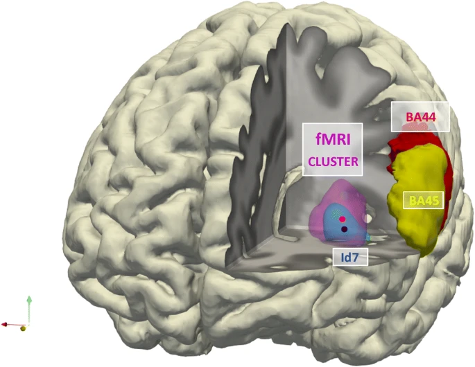 fMRI-language-logic-3D