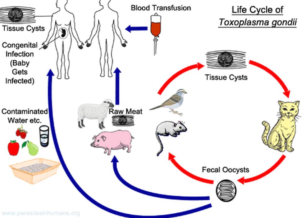 Cykl toksoplazmozy