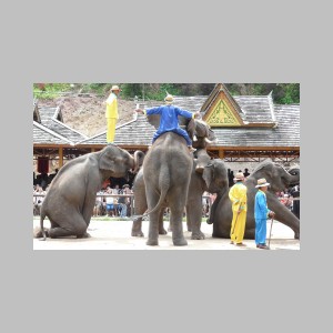 Elephant-15.jpg