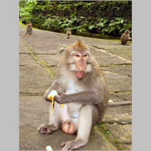Bali-P-MonkeyForest-15.jpg
