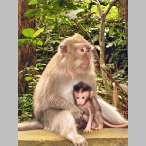 Bali-P-MonkeyForest-30.jpg
